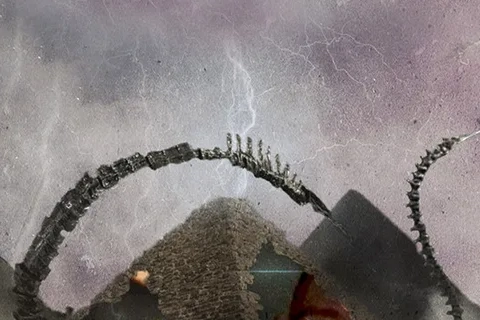 Jaquette Cynoclept: The Game