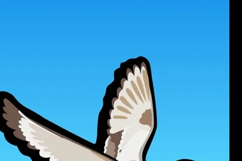 Jaquette Ducky Runners